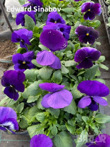 Теменужки с едри цветове, снимка 11 - Градински цветя и растения - 53468468