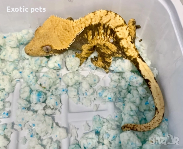 Ресничест гекон, бананояден гекон, Rhacodactylus ciliatus, , снимка 2 - Гекон - 52913787