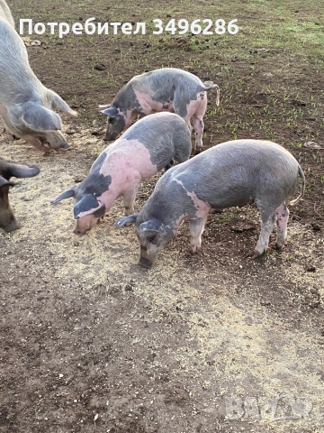 Продавам малки прасета