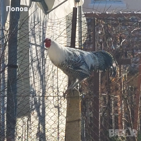 Продавам вествалски петлета, снимка 5 - Кокошки и пуйки - 52050258