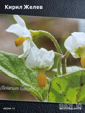 Фонокарта ХЪРВАТИЯ ФЛОРА много красива за КОЛЕКЦИЯ ДЕКОРАЦИЯ 50072, снимка 6 - Колекции - 51293866