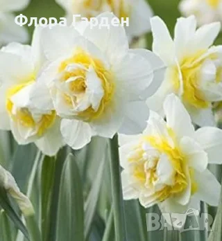 Луковици НАРЦИС, снимка 7 - Градински цветя и растения - 56336423