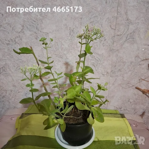 Лечебна Дебела Мара комплект , снимка 12 - Градински цветя и растения - 54580584