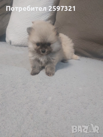 Померан, снимка 9 - Померан - 52435903