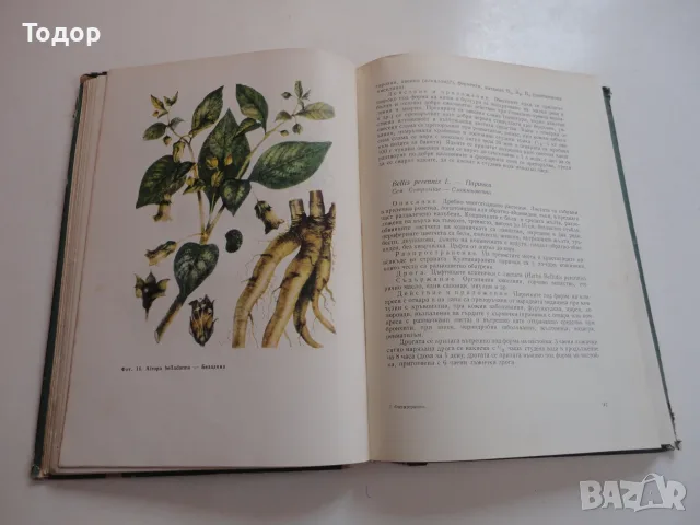 Книга Фитотерапия Лечение с Билки Йорданов 1966, снимка 5 - Специализирана литература - 56241353