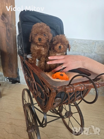 Тийкъп Пудел момичета , снимка 3 - Пудели - 53747318