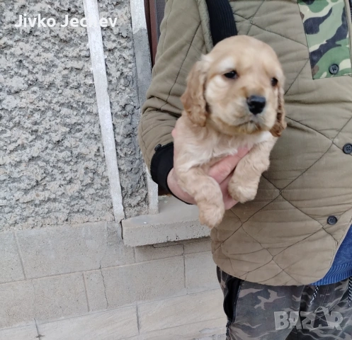 Кокер Шпаньол , снимка 3 - Кокер шпаньол - 53759516