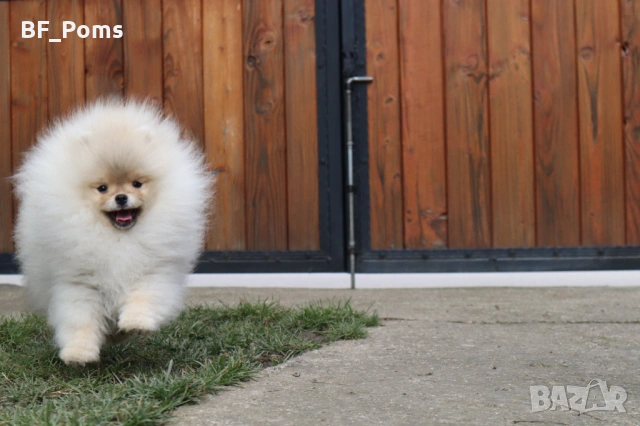 Страхотно момченце померан с родословие FCI, снимка 6 - Померан - 52918943