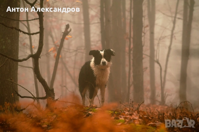 Бордър коли, подарявам куче