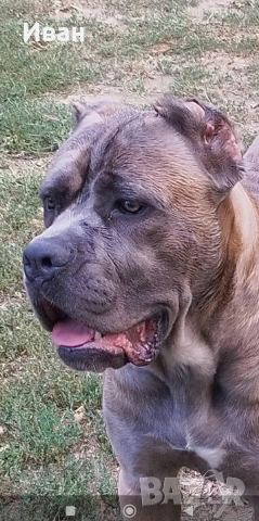 Cane Corso Italiano