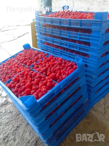 Продавам малини херитидж ., снимка 2 - Разсади - 51966250