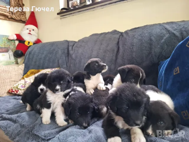 🐶 Каракачански ваксинирани кученца – здрави, обезпаразитени кученца каракачанки (каракачанка)🐾, снимка 8 - Каракачанска овчарка - 50196522