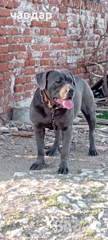 Ккане Корсо 