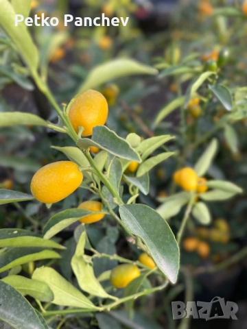 Кумкуат със плод , снимка 4 - Стайни растения - 51008598