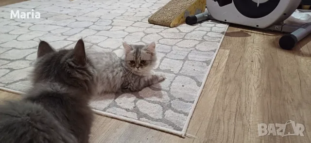 Персийски котета, снимка 16 - Персийска - 47166109