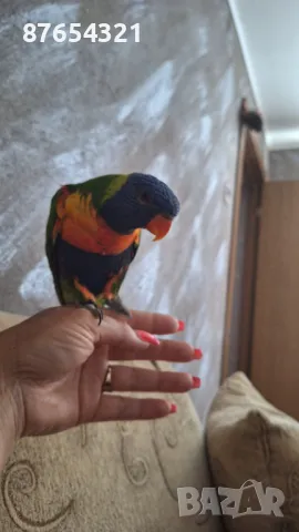 Многоцветно Лори