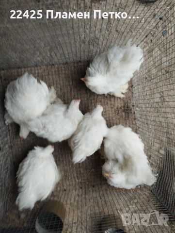 Бял мини кохин на 4 месеца 