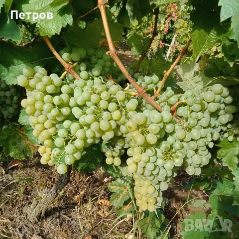 Продавам отлично грозде сорт Димят–идеално за вино и ракия