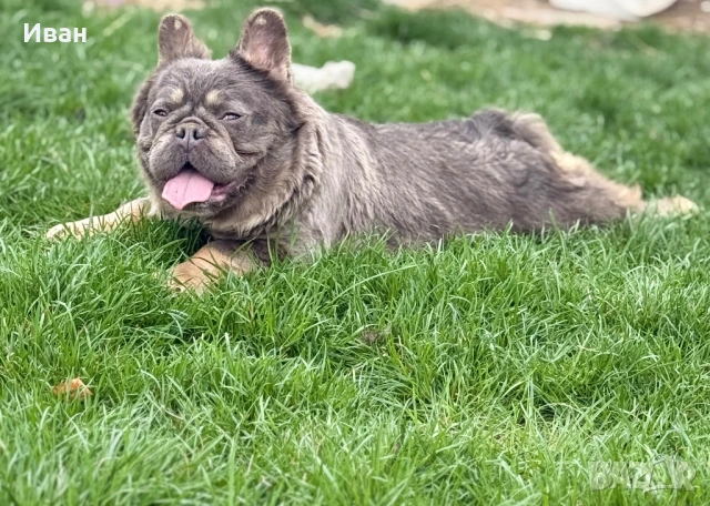 Френски Булдог, снимка 7 - Френски булдог - 53140354