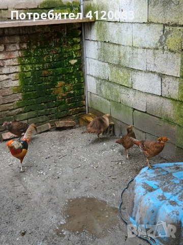 Седлати фазани , снимка 3 - други­ - 52227024