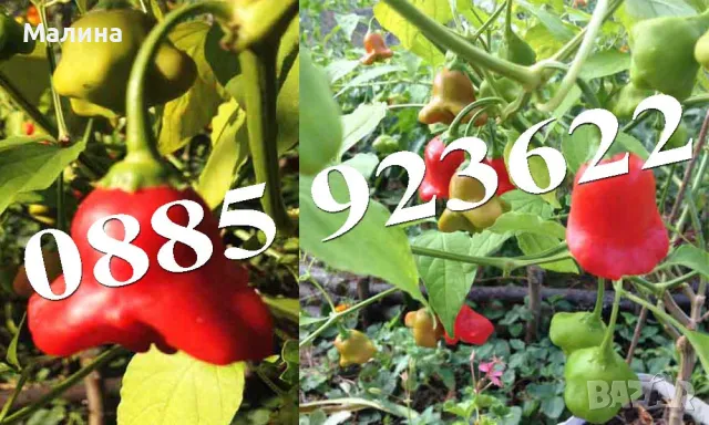 100+ Био Семена Стари Селски Сортове Домат, Краставици, Тютюн, Люти Чушки + ПОДАРЪК, снимка 9 - Сортови семена и луковици - 38801257