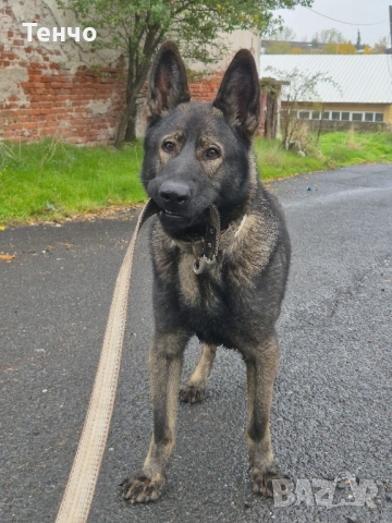 Немска овчарка Сивак за разплод, снимка 12 - Немска овчарка - 52314697