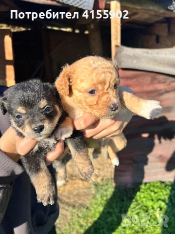 Кученца пинчер микс- дребни и сладки , снимка 8 - Пинчер - 52847028