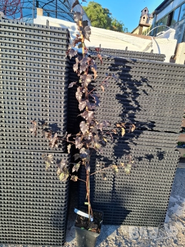 Червенолистна бреза в саксия , снимка 3 - Градински цветя и растения - 51862877