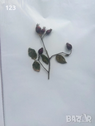 Хербарии по Биология