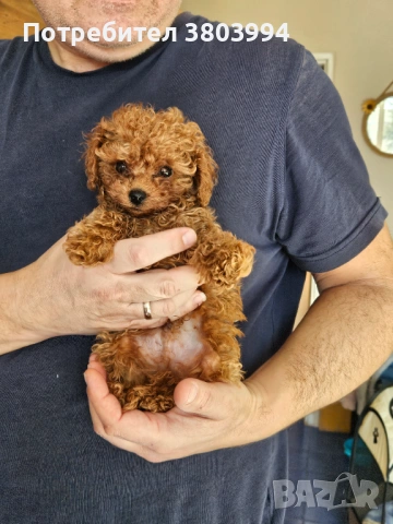 Тйи къп момченце , снимка 2 - Пудели - 53104435