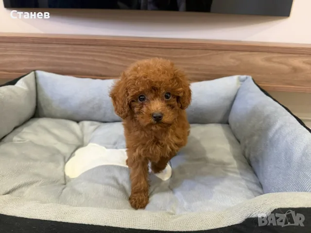 Той Пудел Момиче / Toy Poodle Girl