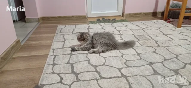 Персийски котета, снимка 17 - Персийска - 47166109