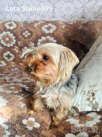Продаваме мини йоркширски териер - Ая, снимка 2 - Йоркширски териер - 53073387