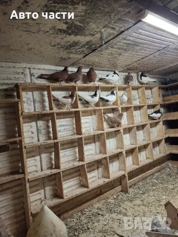 гълабите са за хвъркани от старите джинсове за информация на телефон 0895486622, снимка 14 - Гълъби - 48927741