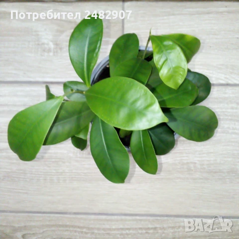 Фикус "Женшен" , снимка 7 - Стайни растения - 51303755