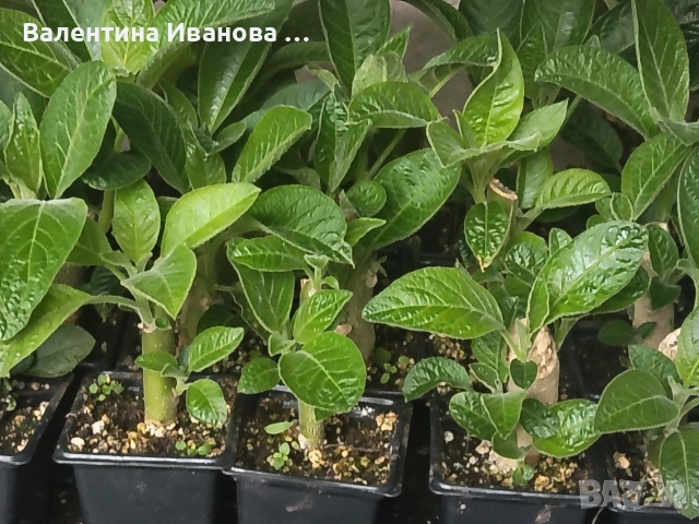 комплект 3 бр ангелски тромпет , снимка 15 - Стайни растения - 52983131