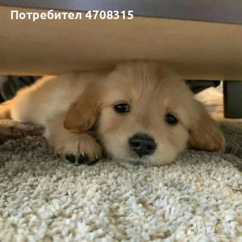 Голдън ретривър момче родословен баща, снимка 2 - Голдън ретривър - 53536782