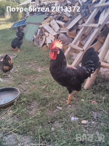  Петел Черен Легхорн Leghorn, снимка 2 - други­ - 55251872