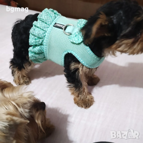 Йоркширски териер мини йорки., снимка 10 - Йоркширски териер - 51929023