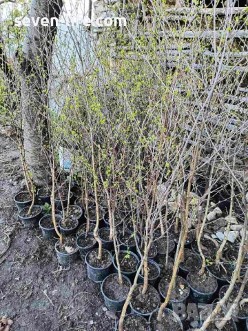 Фиданки медоносна липа и акация с наситен аромат , снимка 6 - Градински цветя и растения - 38344996