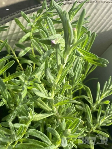 3 броя лавандула - 3 цвята, снимка 4 - Градински цветя и растения - 52392117