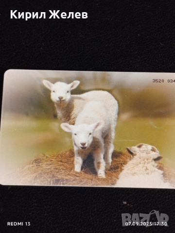 Три фонокарти тема ЖИВОТНИ ЧЕРЕН ЛЕШОЯД,КАФЯВА МЕЧКА за КОЛЕКЦИЯ 12011, снимка 6 - Колекции - 51634380