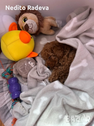 Той-teacup пудел , снимка 5 - Търси партньор - 52806986