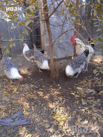 Фризийска чайка -разплодни яйца .Единствени в България ,снасящи над 220яйца и много много красиви, снимка 2 - други­ - 47957417