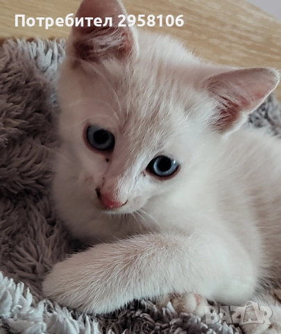 котенца бели,4 мес, снимка 8 - Британска късокосместа - 50837290