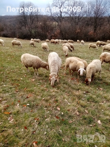 Продавам овце , снимка 5 - Овце - 52642930