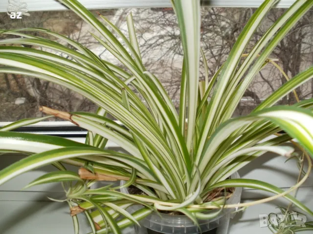 хлорифитум /зелена лилия/, снимка 5 - Други стоки за дома - 49896853