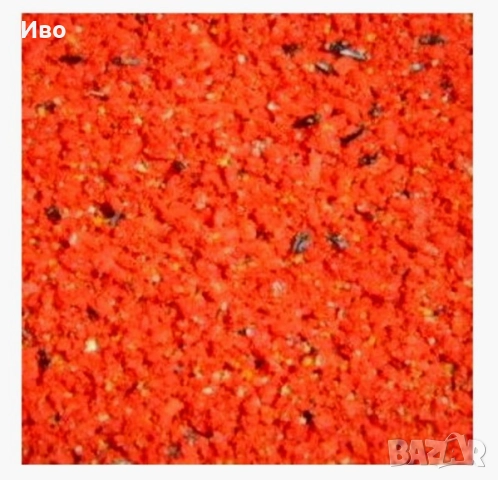 Червено пасточино, снимка 2 - Канари - 31157476