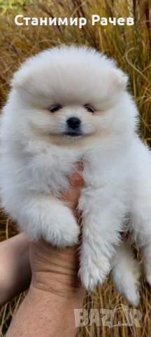 Померан Померани , снимка 3 - Померан - 52896198