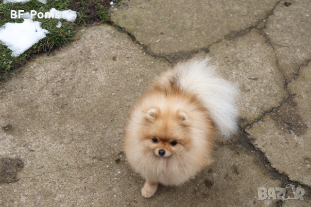 Миниатюрно момиченце померан с родословие FCI, снимка 11 - Померан - 50219721